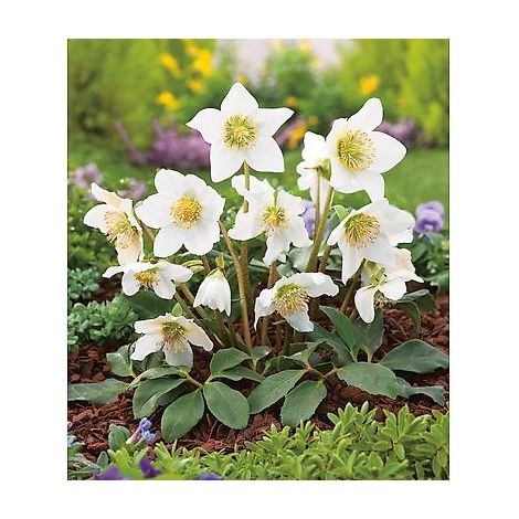Hellebore (rose de Noël) – Lot de 3 godets – Floraison hivernale – Feuillage persistant – Plante vivace peu d'entretien – Fabre Graines