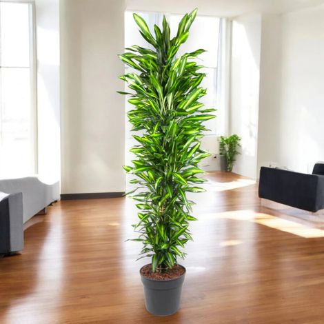 Gardenaria Dracaena fragrans 'Cintho' - Pianta da interno ornamentale - Altezza: 110 cm (vaso 21)