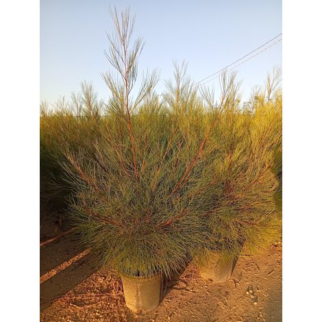GREVILLEA JOHNSONII CESP.40