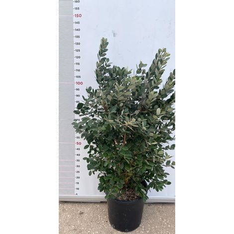 PIANTA DI FEIJOA ACCA SELLOWIANA IN VASO 30 altezza 120/140 cm (foto reali)