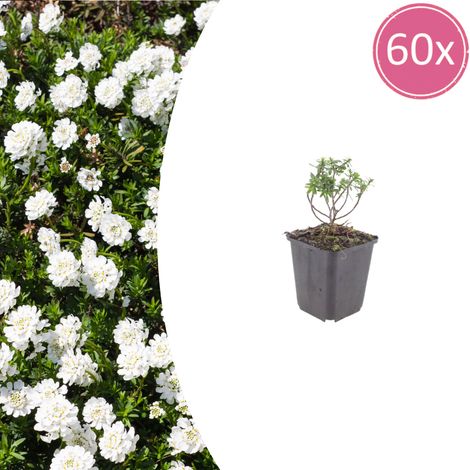 Lot de 60 Iberis sempervirens 'Schneeflocke' Vivace Couvre-sol Fleurs Blanches 10-25 cm Ø9cm - PANGIVO (1/5)