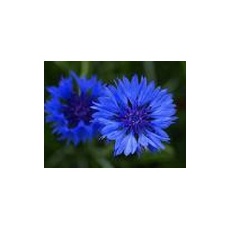 Centaurée barbeau double bleu – Graines de fleurs – Semis de février à mai – Exposition plein soleil – Floraison de juillet à septembre – Graines Bocquet