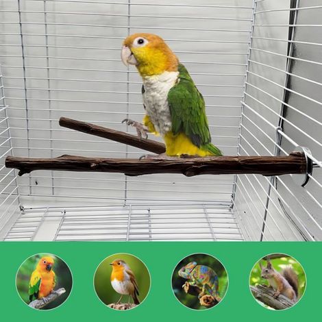 Perchoir Oiseau - Bois Naturel - 8 Pièces - Pour Perruche Calopsitte Inséparable Canari - 6 5 À 20 Cm (1/5)