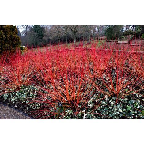 Cornus sanguinea - sanguinello - alveolo forestale piccolo (1/2)