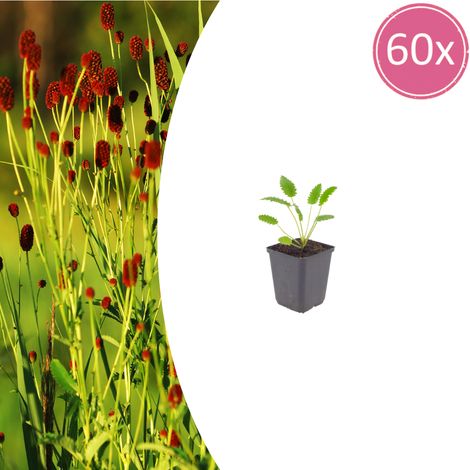 Lot de 60 Sanguisorba officinalis 'Tanna' - Plante Vivace à Fleurs Rouge Foncé - Pot Ø 9 cm - PANGIVO (1/5)