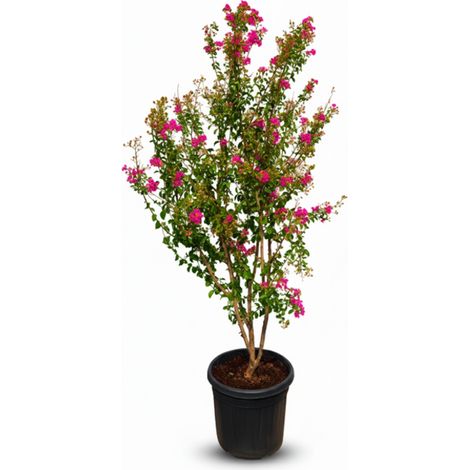 Lagerstroemia indica (lilas des Indes) – Multi-troncs – 200 cm –