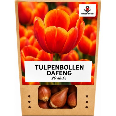 20 Bulbes de Tulipes Dafeng Orange à Grandes Fleurs pour Jardin et Pot - Taille 11/12 - PANGIVO (1/5)