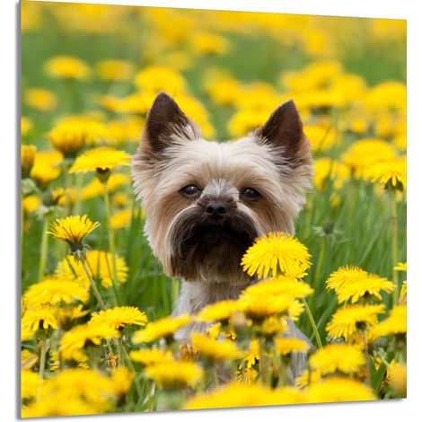 GLASPLATTE FÜR KÜCHE 60x65 Hund (1/5)