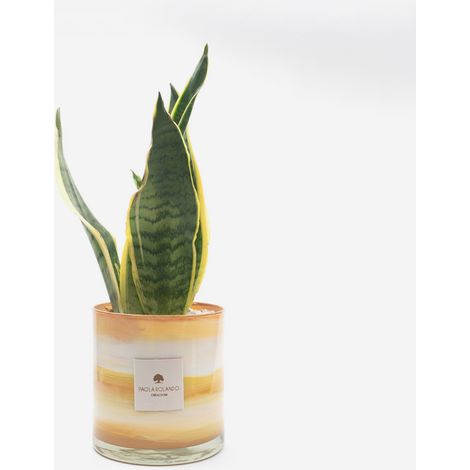 Sansevieria in vaso di vetro decorato a mano Marble H 15 - Arancione