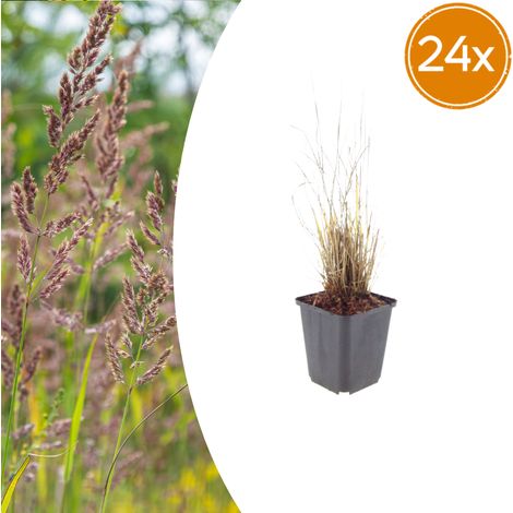 Lot de 24 Calamagrostis brachytricha - Herbe Diamant Graminée Ornementale - Ø 9 cm - 10-25 cm - PANGIVO (1/5)