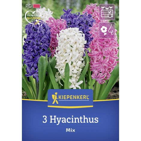 Kiepenkerl Herbstblumenzwiebel Hyazinthen Mischung 3 Stück (1/2)