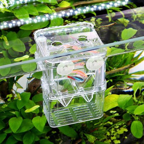 Aquarium Incubator Box, Transparent Acrylic, Double Layer, With Suction Cups and Net, For Guppy and Shrimp Fry (1/5)