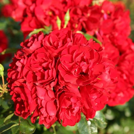 Gardenaria Rosa 'Red Mirato' - Rosa da giardino - Altezza: 25/30 cm (vaso15) (1/3)
