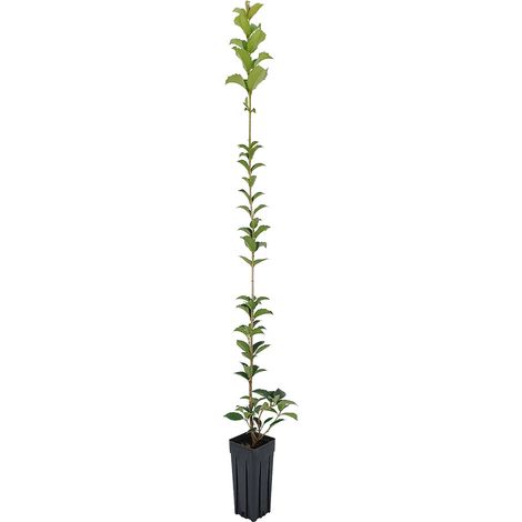 Osmanthus aquifolium - Osmanto agrifoglio - vaso quadro 9x9x20 cm (1/2)
