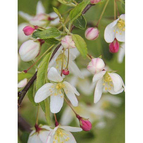 Pommier 'Brouwers Beauty' Pot de 4L/5L (1/2)