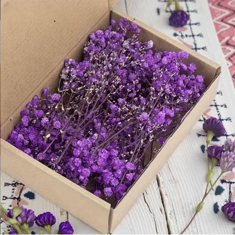 Gypsophila séchée violette 50 tiges, fleurs de bébé's breath, pour bouquets, mariage et décoration bohème, mystérieuse et poétique