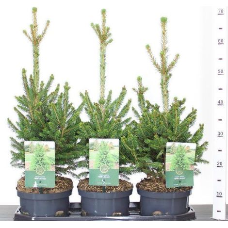 Abete rosso "Picea abies" Peccio Albero di Natale pianta in vaso 1 litro h 40/60 cm