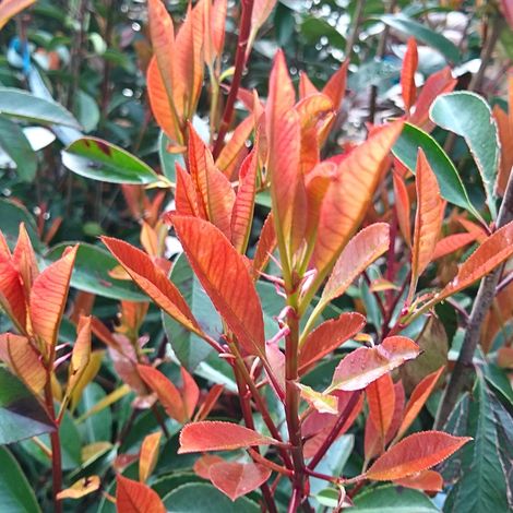 Photinia fraseri camilvy - Photinia fraseri camilvy 40cm (1/4)