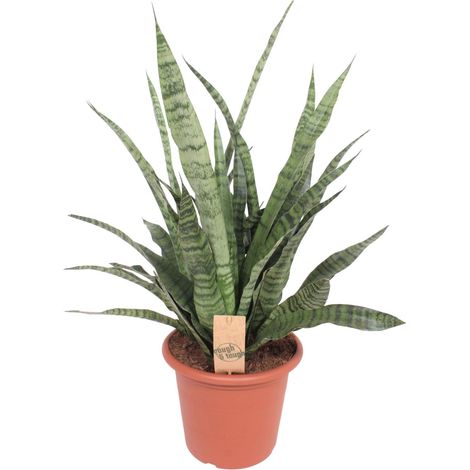 Sansevieria Diamond Green - Plante d'Intérieur Dépolluante - Langue de Belle-mère - Ø25 cm H80 cm - PANGIVO (1/4)