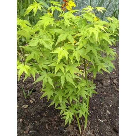 Érable du Japon 'Going Green' Pot de 3L/4L (1/4)
