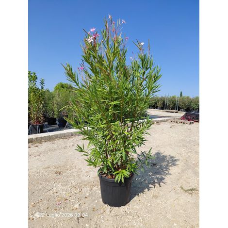 NERIUM OLEANDER (OLEANDRO) ROSA MAGALY VASO 50 H.140/160 (1/4)
