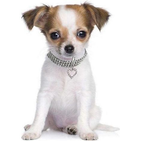 Collar para mascotas de tela con forma de corazón y dije para mascotas (1 unidad) (1/5)