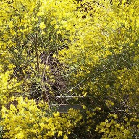 Genêt précoce - Cytisus praecox  - 40-60 cm pot (1/4)