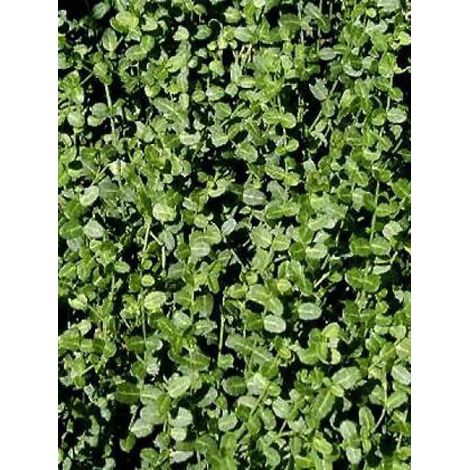 Fusain persistant 'Minimus' Pot de 2L/3L