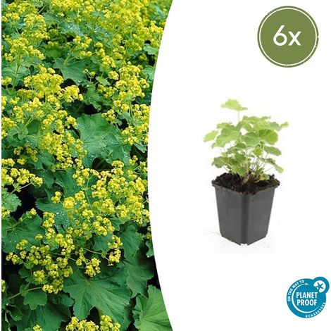 Lot de 6 Alchemilla mollis - Manteau de Dame - Plante Vivace Couvre-sol - Pot Ø 9 cm - PANGIVO (1/5)