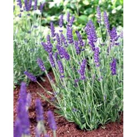Planta de Lavandula Angustifolia ? Espliego