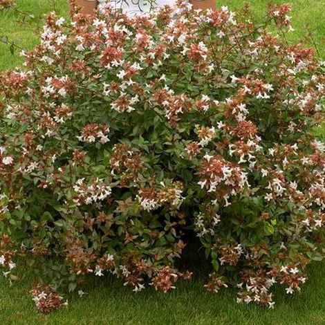 Abelia à grandes fleurs - Abelia grandiflora  - 25-30 cm pot