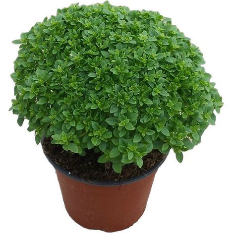 Semi di basilico "Greco a palla" piante per orto e giardino