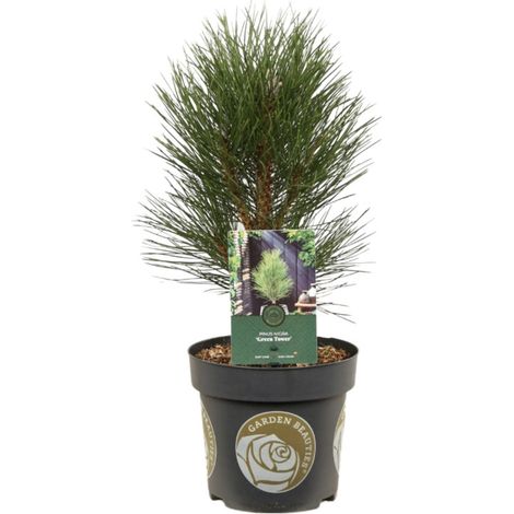 Pin noir Green Tower - Pinus nigra Green Tower 30/40cm Pot 2,5L (1/2)