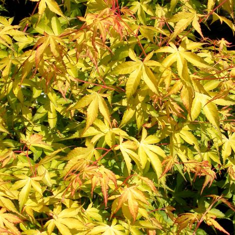 Acer palmatum 'Katsura' – Acero giapponese arancio vaso 19 cm (1/4)