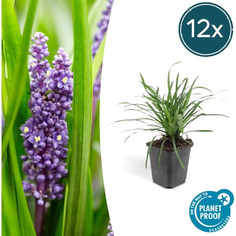 Lot de 12 Liriope muscari 'Big Blue' - Plante Couvre-sol Persistante - Fleurs Violettes - 10-25 cm - PANGIVO (1/5)