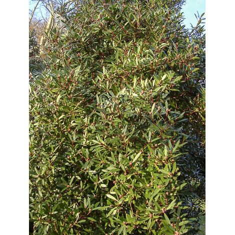 Poivre de Tasmanie Pot de 2L/3L (1/2)