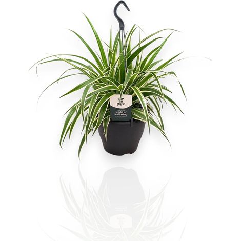 Gardenaria Chlorophytum comosum 'Vittatum' - Pianta da interno ornamentale - Altezza: 50 cm (vaso 14) (1/5)