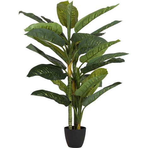 Dieffenbachia Amoena Pflanze mit Topf 65 x 65 x 135 cm (1/5)