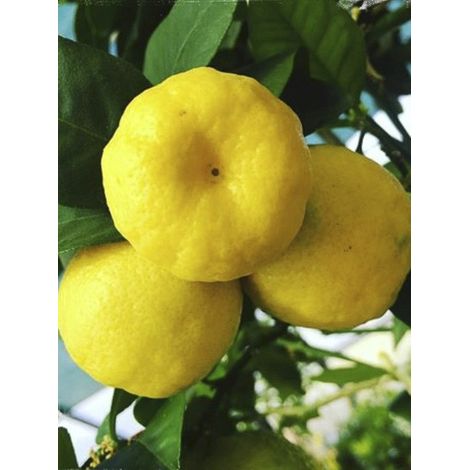 Citronnier doux 'Pursha' Pot de 4L/5L, 1/4 de tige