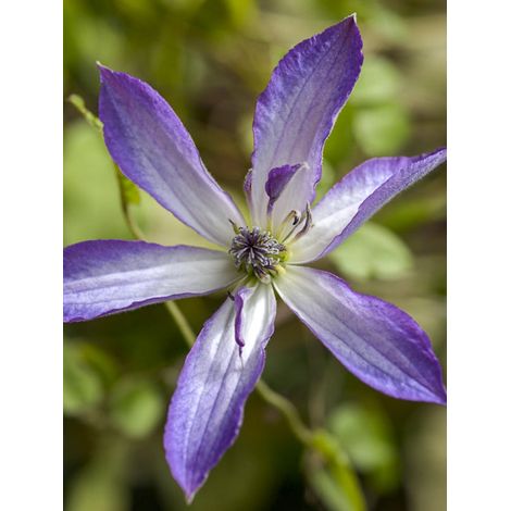 Clématite italienne 'Astra nova' Pot de 2L/3L (1/2)