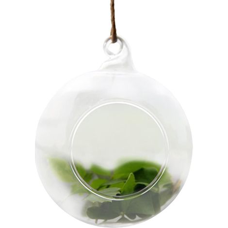 Terrarium Set aus Glas Hängeampeln Pflanzendekoration Hitzebeständiges Glas 2 Stück, 10 cm Transparent (1/5)