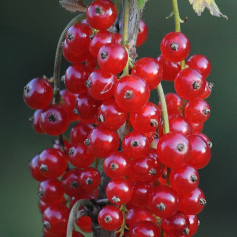 Groseillier rouge Jonkheer Van Tets - Ribes rubrum Jonkheer Van Tets Pot 2L (1/2)