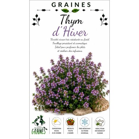 600 graines de thym hiver - thym vulgaris - herbes aromatiques (1/5)