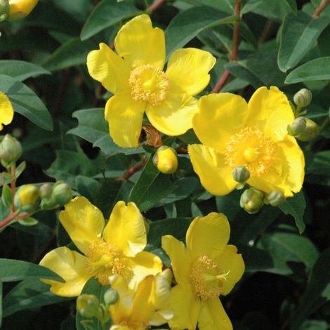 Millepertuis  - Hypericum 'Hidcote'  - 25-30 cm pot