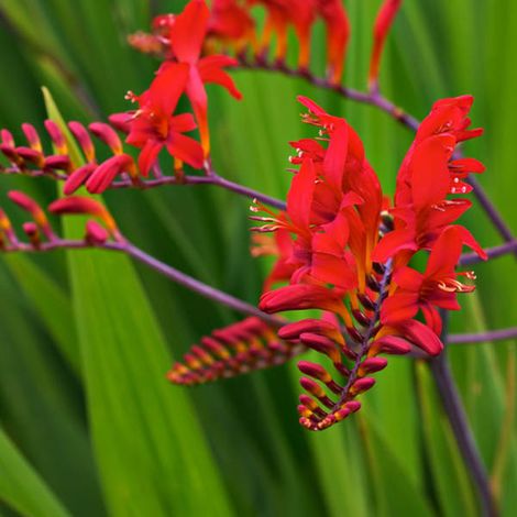 4 x Montbretia  - Crocosmia 'Lucifer'  - godet 9x9 cm