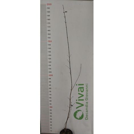 PIANTA DI CORNUS MAS - CORNIOLO  IN VASO CM 18 (foto reali)
