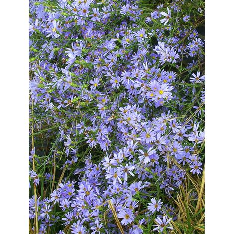 Aster azur Godet de 8/9 cm (1/2)