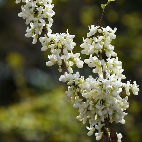 Cercis chinensis Shirobana - Gainier de Chine Pot de 4L/5L (1/2)