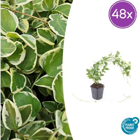 48x Vinca major 'Variegata' - Grande Pervenche Panachée Couvre-sol Persistant - H10-25 cm Ø9 cm - PANGIVO (1/5)