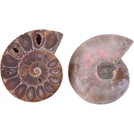 2 Stück Ammoniten-Fossilien, Muschel, Madagaskar, Natursteine und Mineralien (4 cm) (1/5)